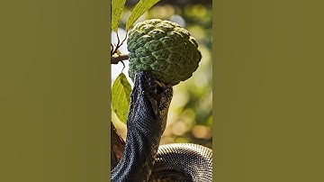 The Shadow  Bite — Black Python vs Custard Apple #tippettstudio #netfx #ghostvfx #borisfx #specialef