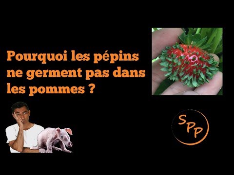 SPP #2 Pourquoi les pépins ne germent pas dans les pommes ?