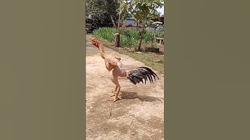 AYAM BOTAK 😂 #shorts #tiktok #shortvideo #ayam