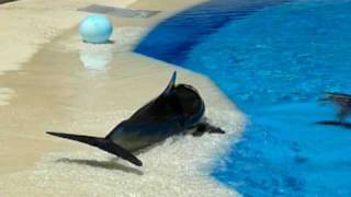 Behavioral Enrichment.avi