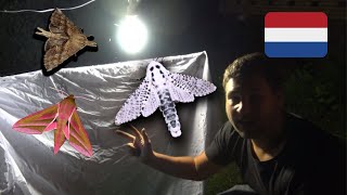 Moth Trapping in Tiel, Netherlands