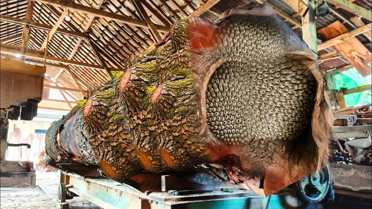 Mengungkap rahasia besar di dalam kayu raksasa bercabang saat di belah
