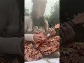 There's a Power in Connecting to Animals