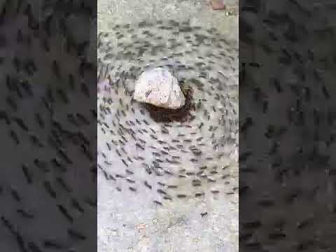 Ants in a death spiral (reddit: Ehansaja)