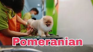 Pomeranian by Ariel Rivera 275 views 2 years ago 7 minutes, 2 seconds