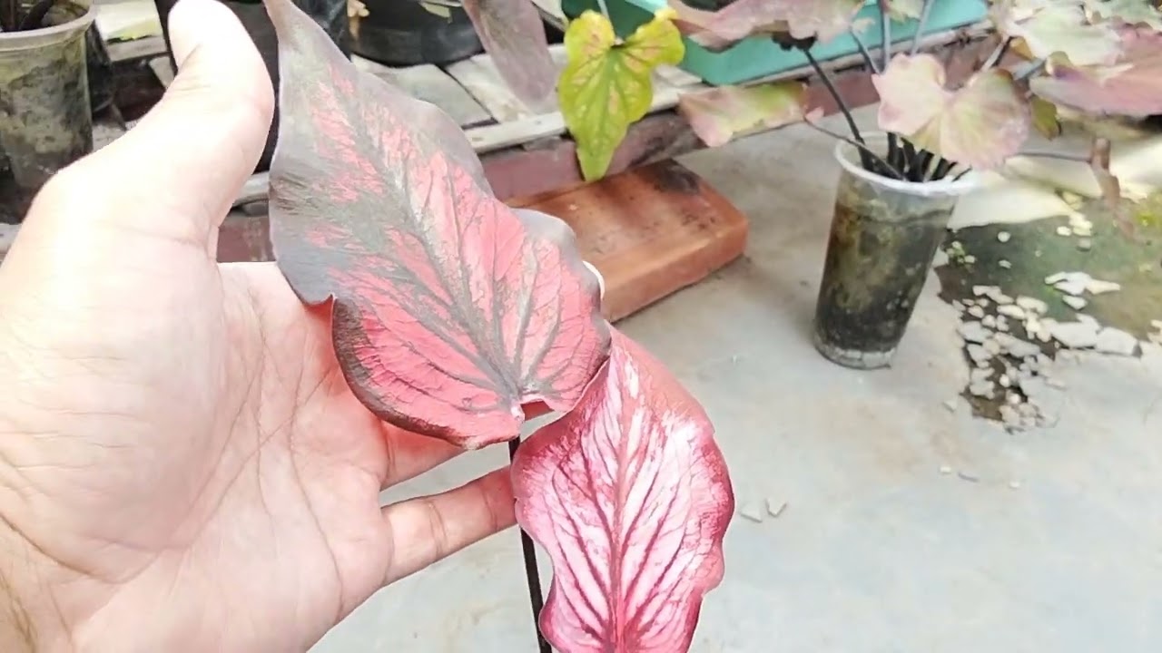 Edukasi Tanaman Keladi (Indukan yang di cacah daunnya mengecil)