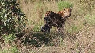 Leopard Spotted Something Moving In The Grass