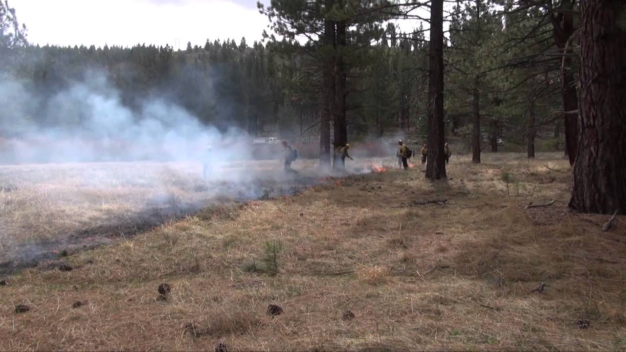 Different Techniques for Fuels Reduction YouTube