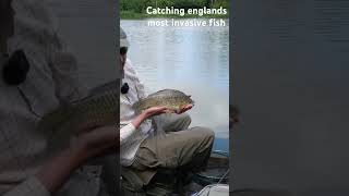 Catching The Most Invasive Fish In England