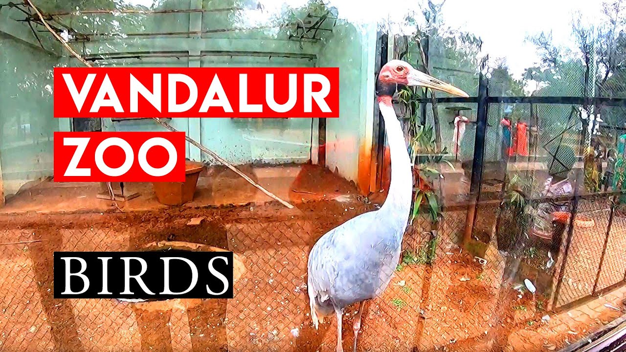 Vandalur Zoo Chennai Birds India Walking Tours Part 2/7 YouTube