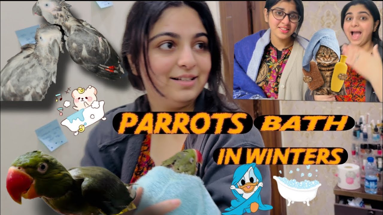 Parrots ko dia shower🚿sardi ma| Romeo Smokey shine khoob mazay sa nahay😍|