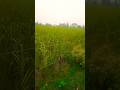 barsat ke din aaye short video ##