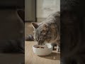 Cat #aivideo #aigenerated #ai #cat #catvideos