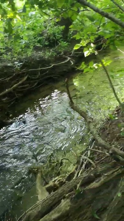 ручеек в лесу😍🏞️#river #park #birdsong #Summer #nature #relax - YouTube