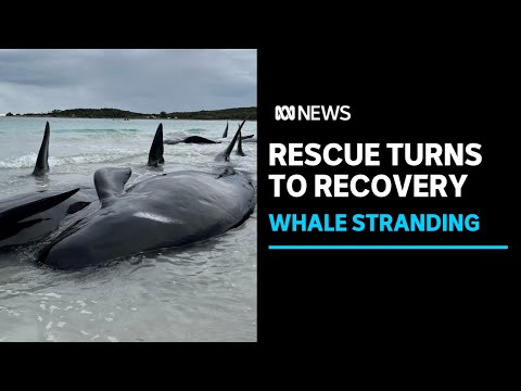 Difficult rescue after 'heartbreaking' whale stranding | ABC News