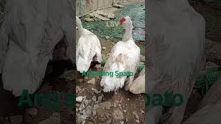 #duck #pets #animals # #dailyvlog # #buhayprobinsya # #singlemom #081726