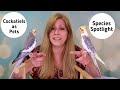 Cockatiels as Pets | Living with Cockatiels | Species Spotlight