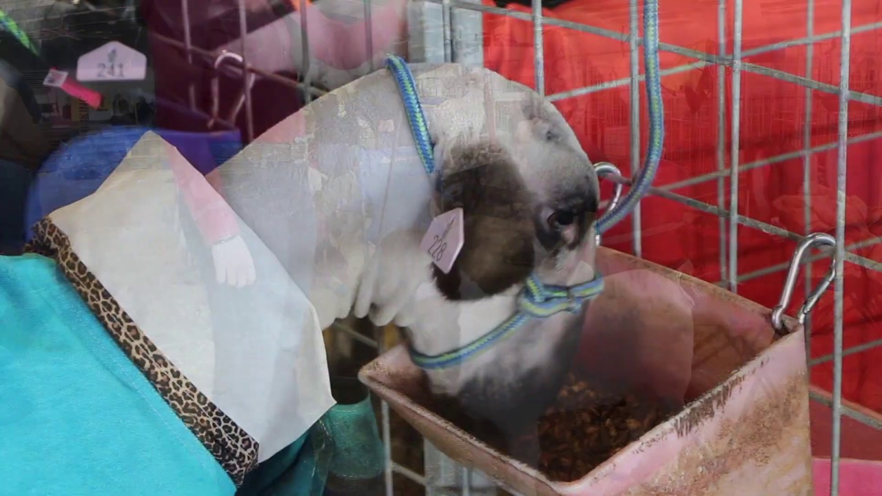 school district of philadelphia Montgomery County Fair Goat Judging