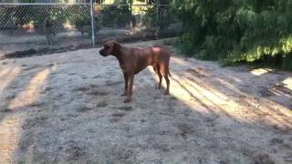 Puman And Rhodesian Ridgeback Dog Playing - Myrtle Beach Safari