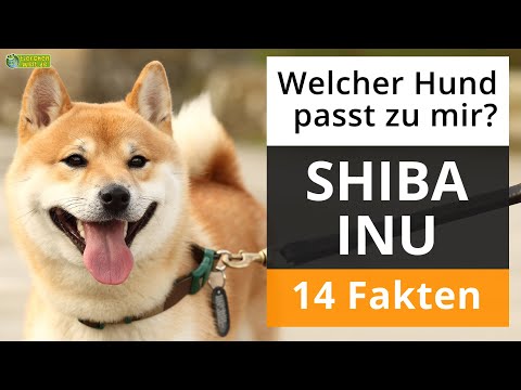 Video: Fakten über Shiba Inu Hunde & Welpen