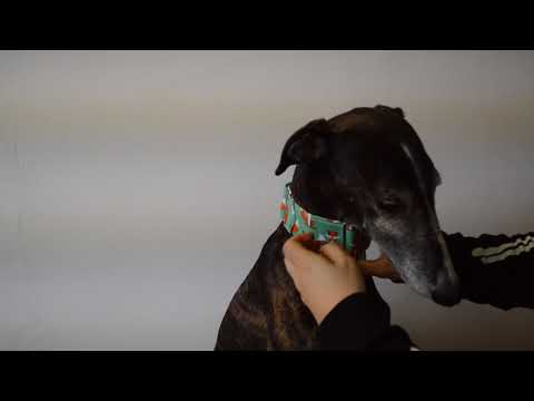 Comment adapter un collier martingale