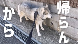 散歩から帰宅拒否するわ、※の穴を押し付けるわ、結構自由なシベリアンハスキー
