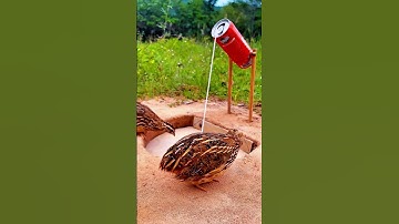 Bird Trap