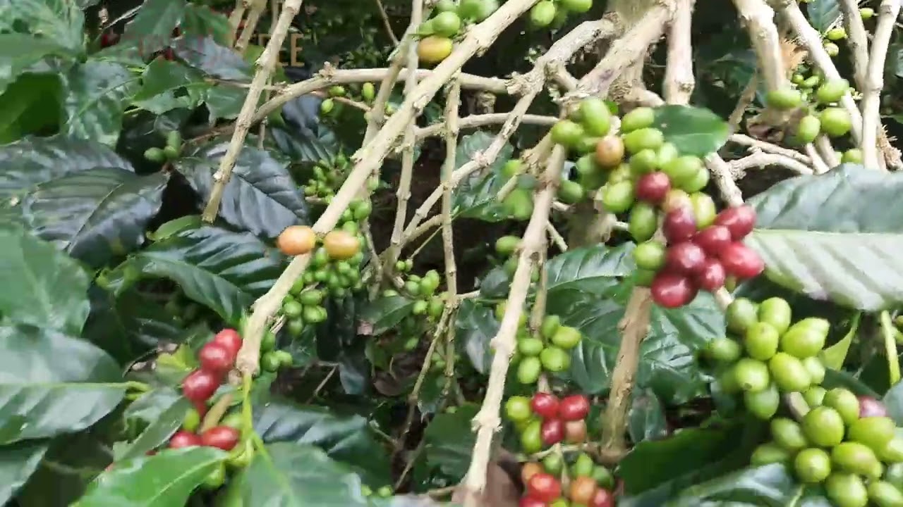 INDONESIA COFFEE - Coffee Farm and Plantation in Kintamani Bali Indonesia