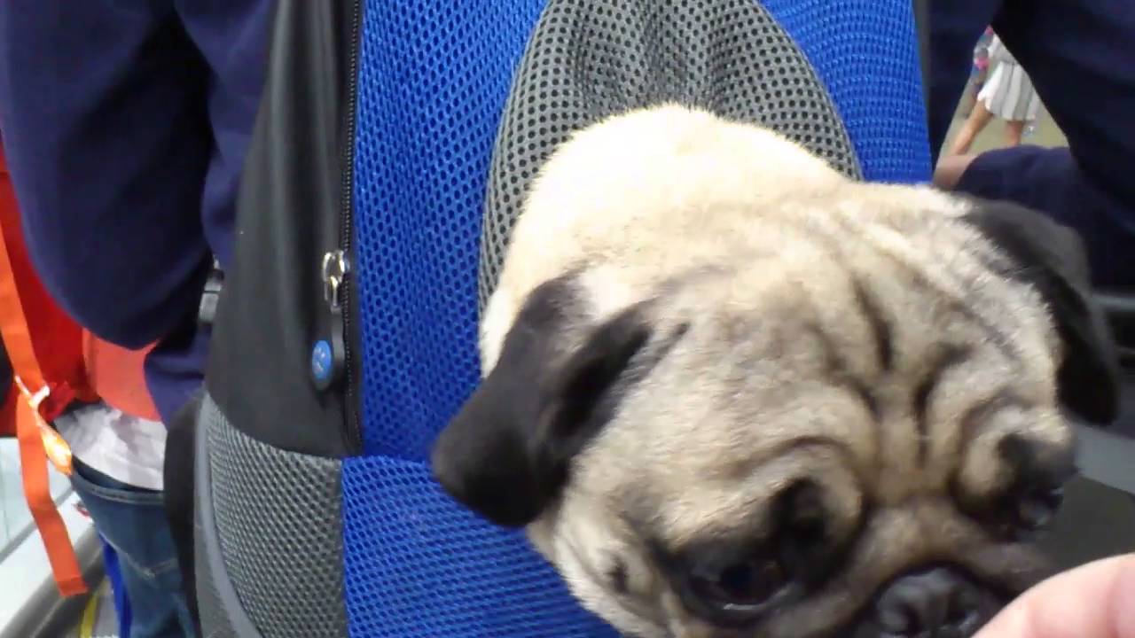 Pug in a bag YouTube