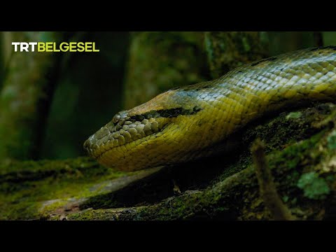 Video: Yılanlar ılıman ormanlarda yaşar mı?