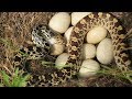 सांप अपने ही अंडे क्यों खा जाता है? Why snakes eat their own eggs || #amazingrahasya