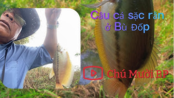 Tiếp tục hành trình chinh phục câu cá sặc rằn ở Bù Đốp tập 2  @Chumuoibp