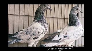 lal patti Pigeon babyচিতা লাল পাত্তি কবুতর এর বেবি ৩ পর। 01621884597