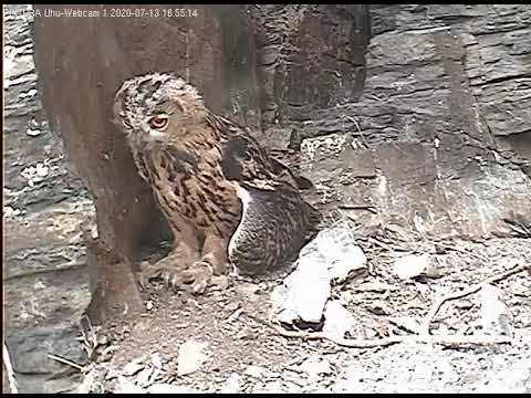 Eifel Owlet Nest Place Ring Zoom July 2020 live cam preview