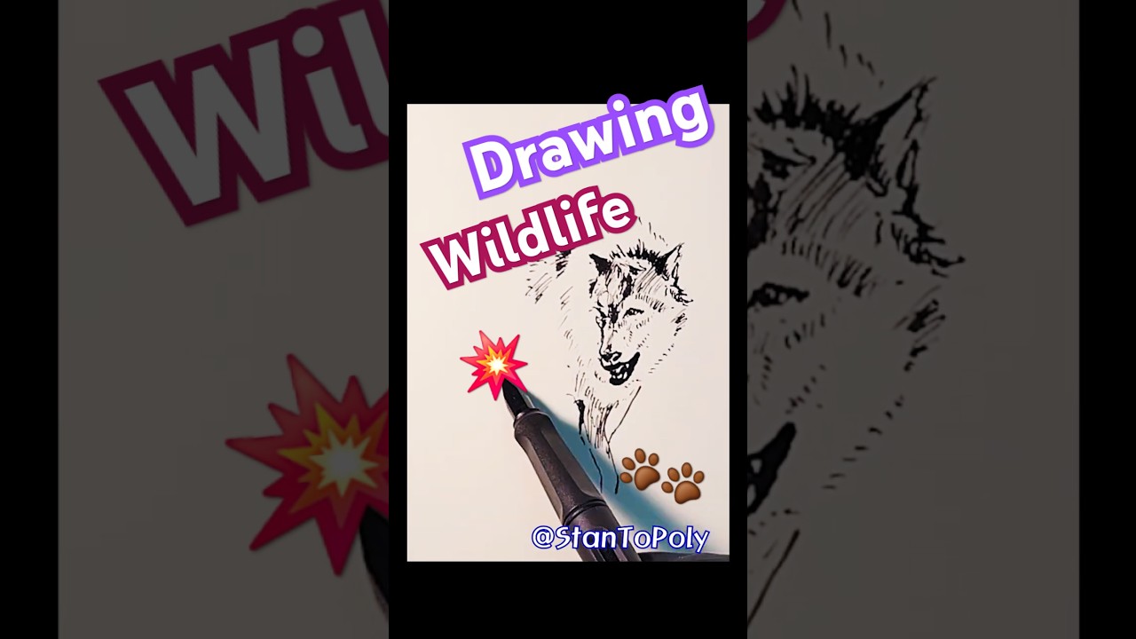 Drawing Wild Wolves 