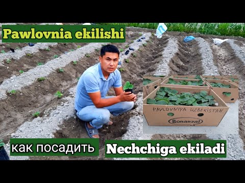 Video: Palto ilgichlarini qanday tekislash mumkin?