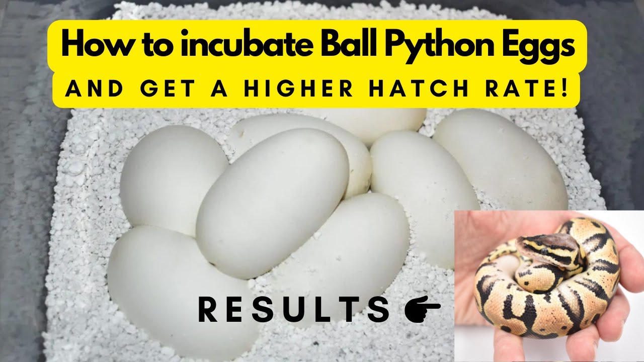 How to Incubate Ball Python Eggs (without killing them!) - YouTube