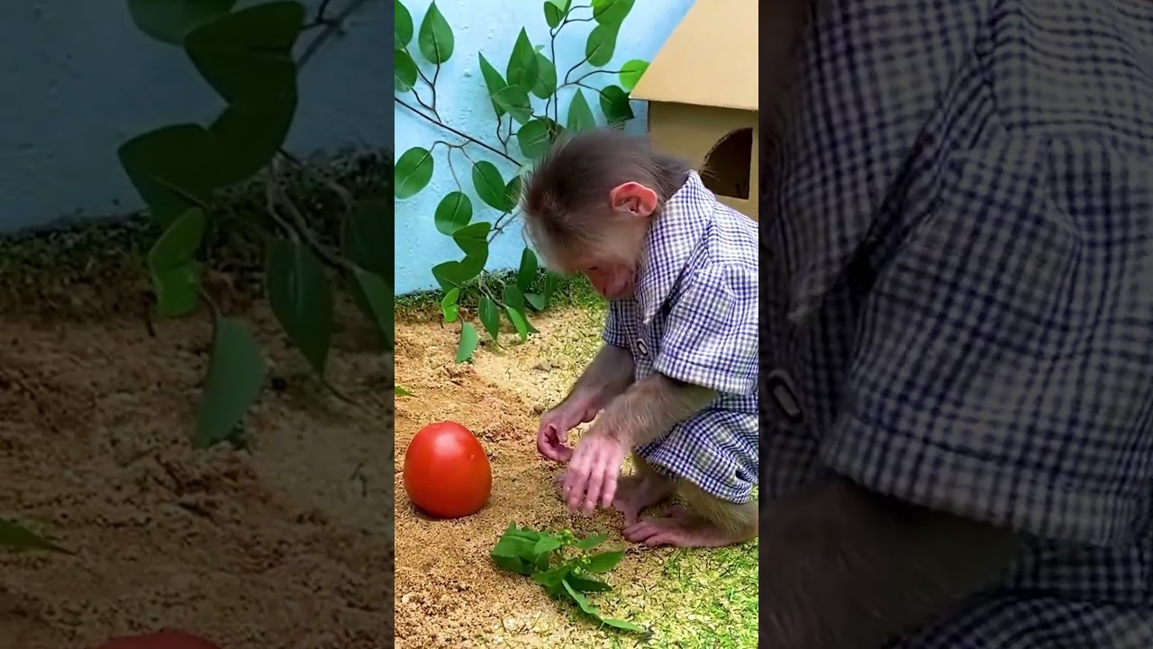 Baby monkeys work on the farm  