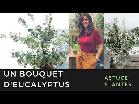 Vidéo: Comment planter de l'eucalyptus (avec photos)