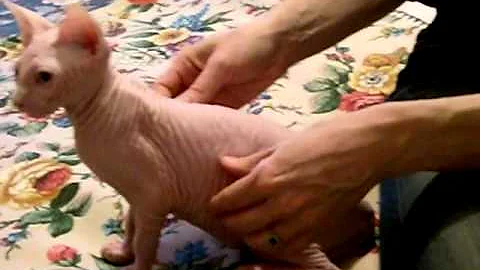 Video 1410191: canadian sphynx cattery, canadian sphynx kitten
