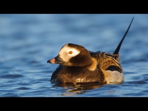 Voices: Long-tailed Duck