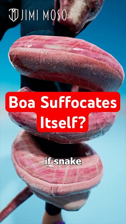 Boa Constrictor Suffocates Itself - When It Squeezes You?!  🐍