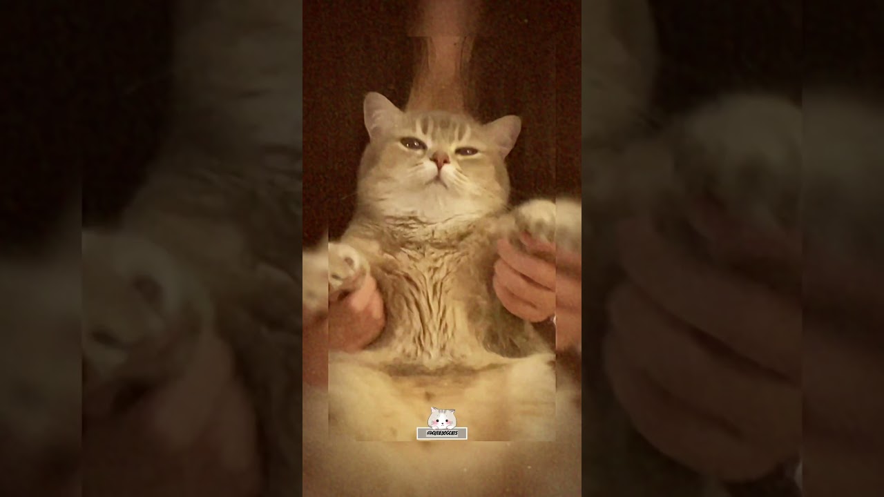 Dancing cat | Egypt Trend 🐱 