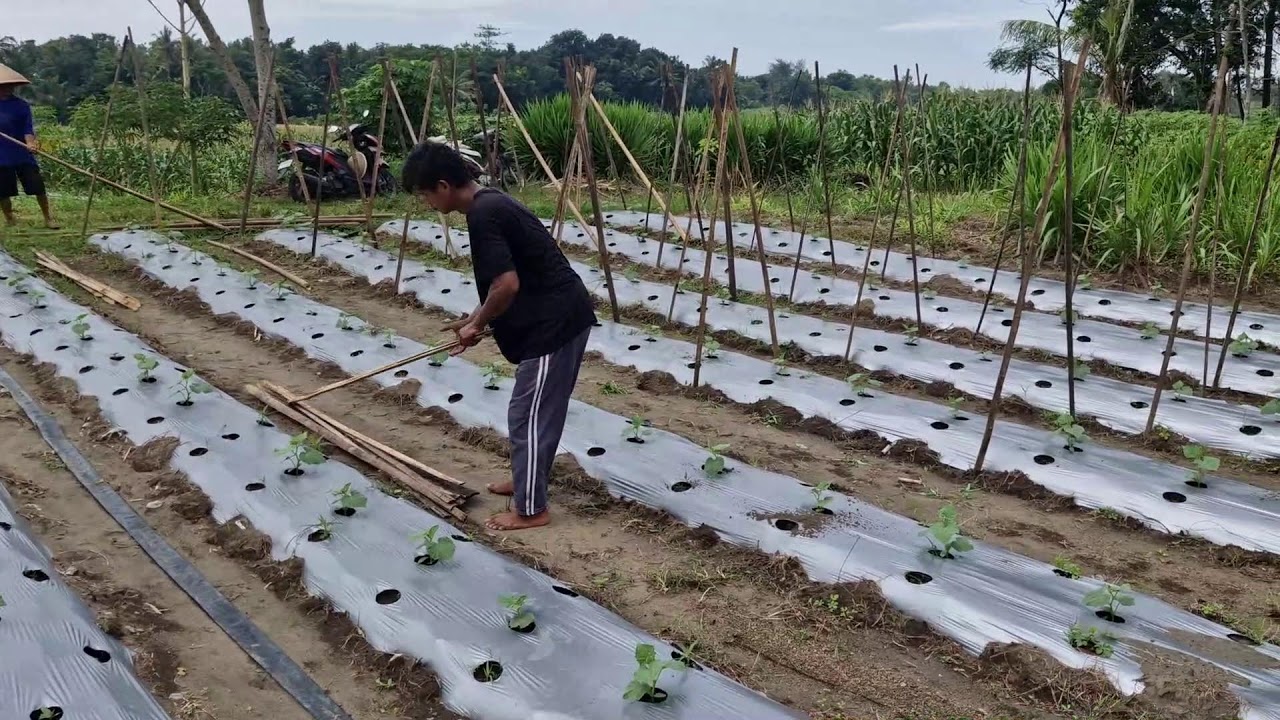 HOW TO SUPPORT CUCUMBER PLANTS WITHOUT ANY TOOLS: SMART FARMERS’ METHOD! - Agriculture Farming