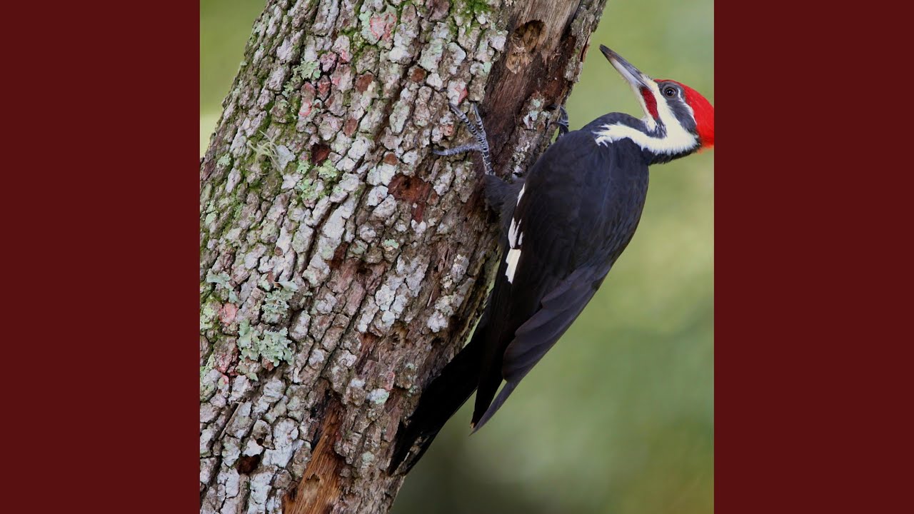 The Woodpecker Song YouTube