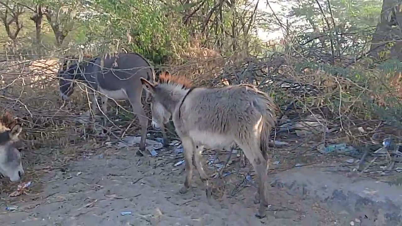 #donkeykongcountry #donkeykongcountry #mariovsdonkeykong (2)