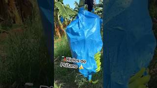 en Jalisco también hay plátano ?!