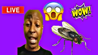 👀 Exclusive live trying to figure out why his apartment is infested with flies.