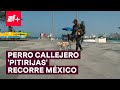 Perro callejero recorre México junto con hombre en situación de calle - N+
