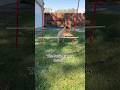 The Burke Games: R8 #dogsofyoutube #goldenretrieverpuppy #goldenretriever